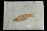 Detailed Fossil Fish (Knightia) - Wyoming #165863-1